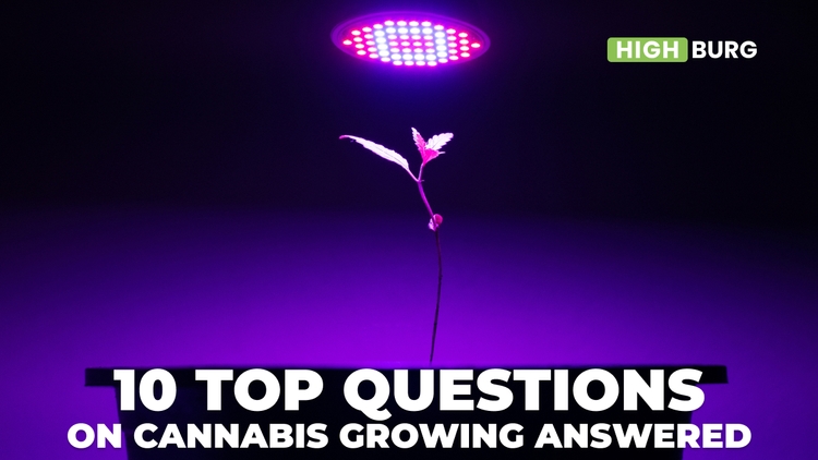 10 Top Questions on Cannabis Growing Answered