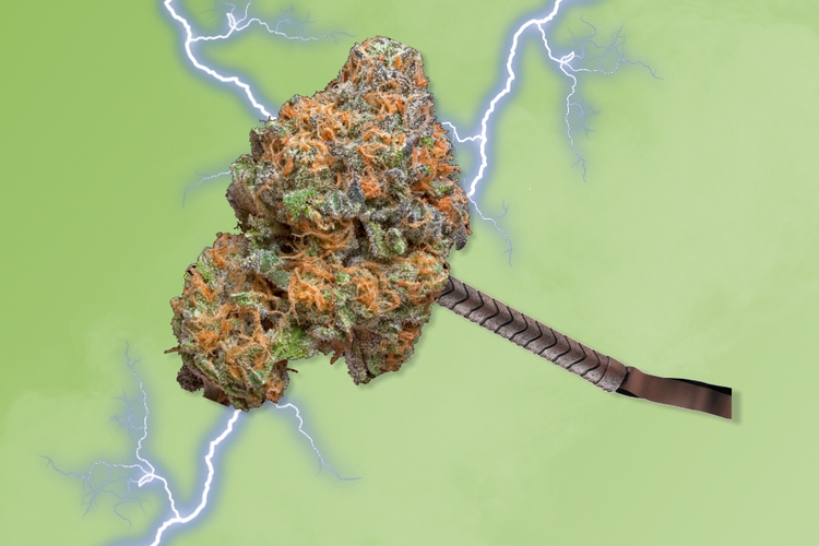 Thor’s Hammer Strain And Everything You Need To Know