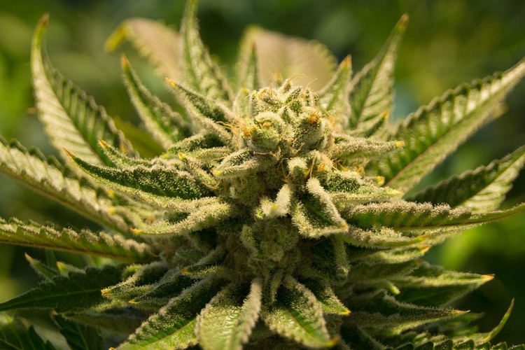Good, Bad or Kine Bud - What You Need To Know