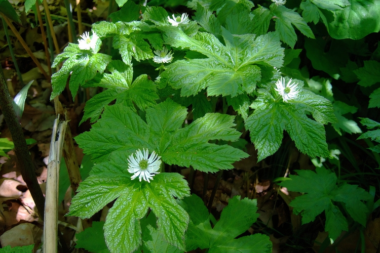 Goldenseal Detox - What Is It And Does It Work?