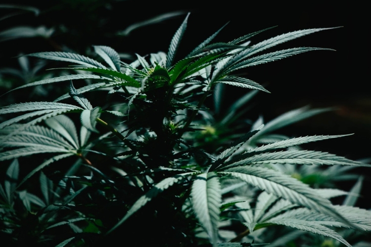 Does Delta 8 Show Up On A Drug Test?