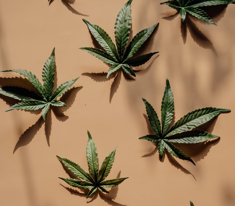 Sticky Weed vs. Dry Weed: What's the Difference?