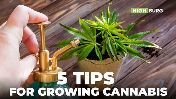 5 Tips for Growing Cannabis