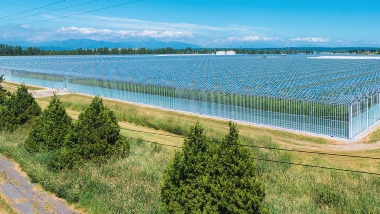 Delta Cannabis Growing Goes Green on Renewable Energy