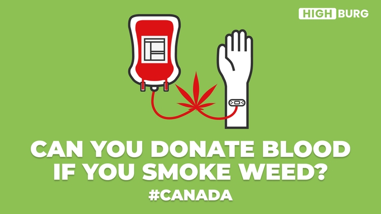 Can You Really Donate Blood If You Smoke Weed in Canada?