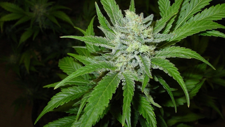 Aurora Cannabis Ships First Medical Cannabis to New Zealand 