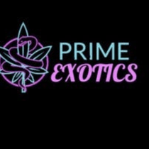 PRIME EXOTICS ⬇️ 1HR  247