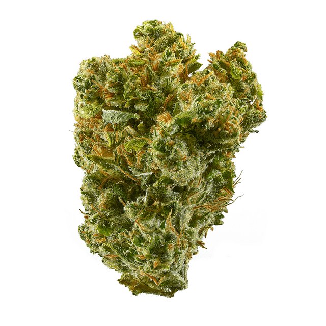 strain-leda-uno-logo-image