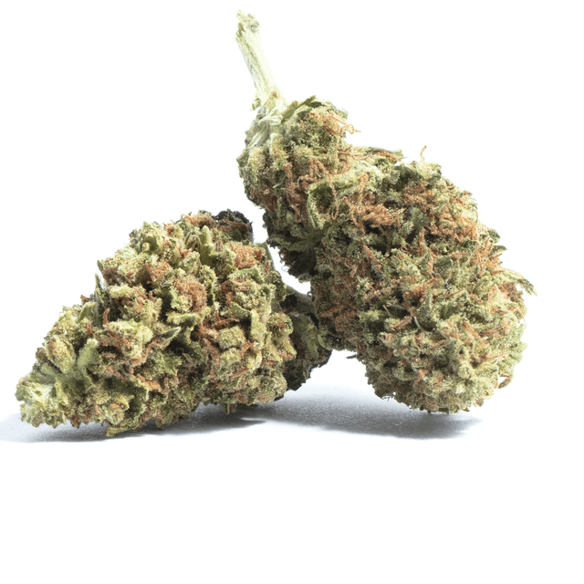 strain-golden-panda-logo-image