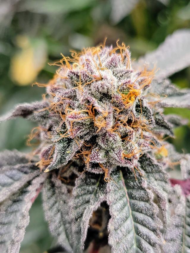 strain-bee-jelly-logo-image